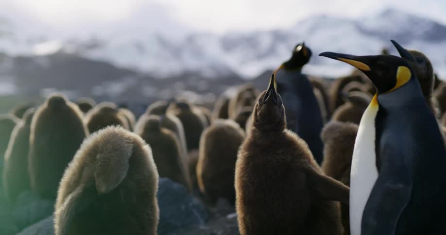 A swarm of king penguins huddle and stand in a field with snow capped mountains in the background