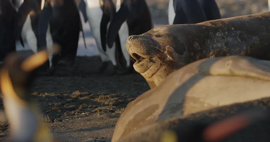 Seals and penguins on the shore