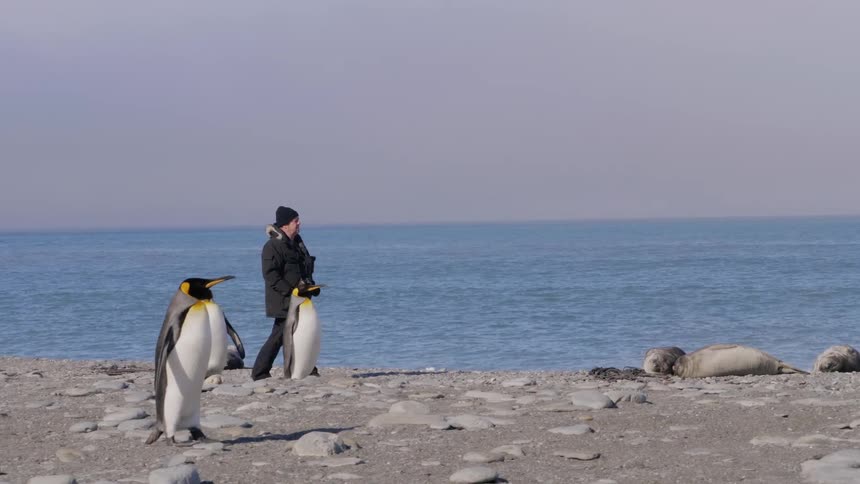 A man with a hat a coat and a camera walking with penguins