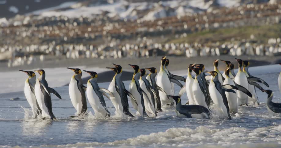 Group of penguins wade into surf as others dots slopes leading to mountains