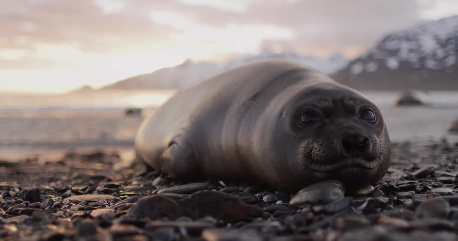 Seal rests on pebbles of beach scenting air as sky remains tinted pink above snow covered mountains