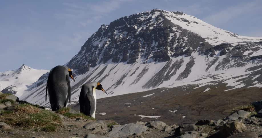 Penguins walking on rocks with a snow covered hill the sky and clouds in the background