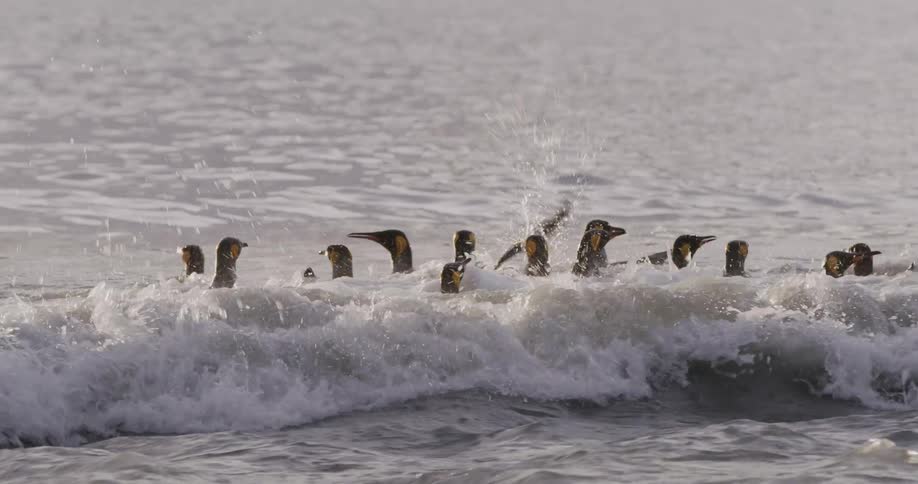 Seabirds bob in ocean floating through crashing wave
