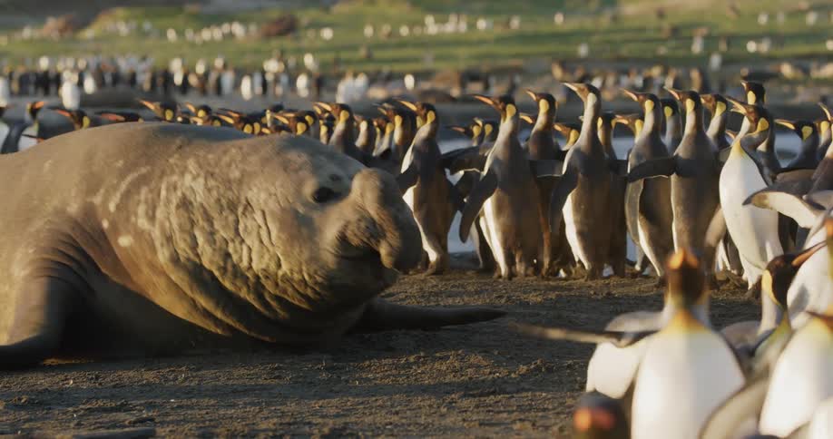 A seal chasing penguins in nature