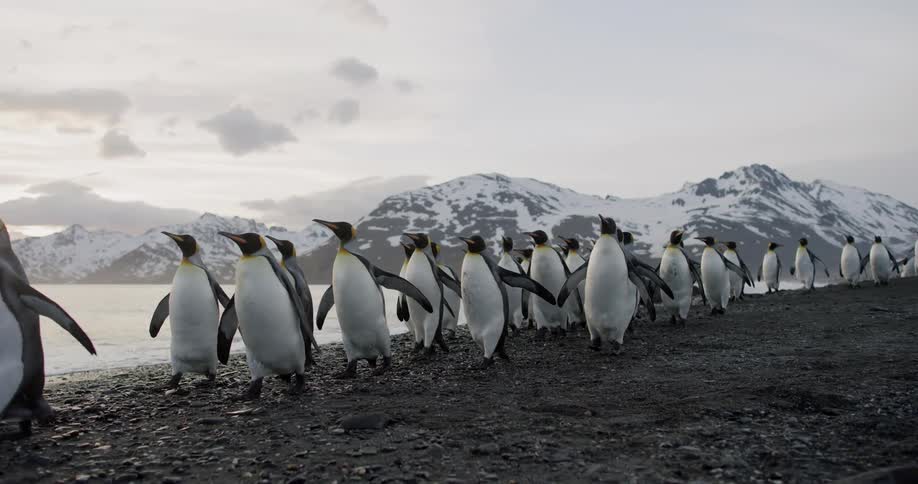 A large group of penguins walk along a beach just out of reach of the tide