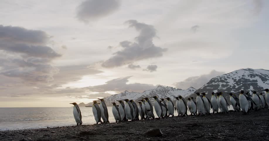 A group of penguins walking along the shore