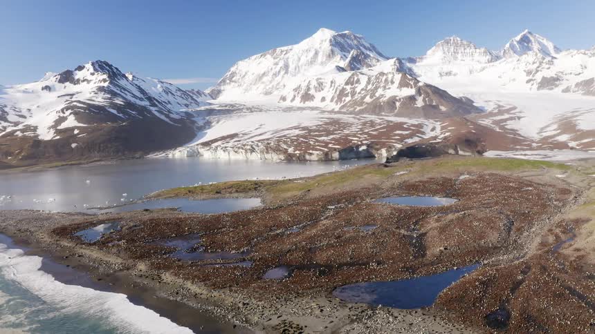 Aerial view of a colony of penguins and sea lions on the shore with snow capped mountains