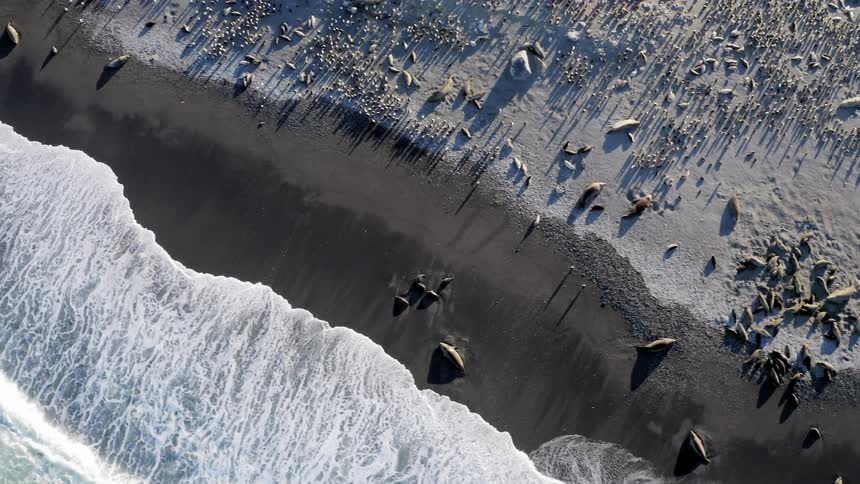 Seals lie scattered across beach sand near waters edge