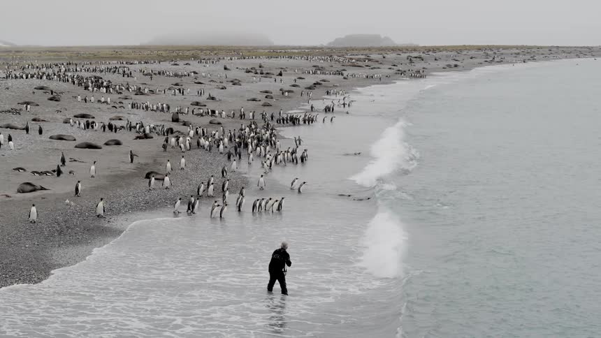 A photographer stands in the ocean waves to capture images of penguins