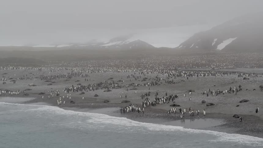 Massive penguin colony along beach
