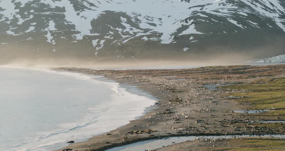 Aerial view of a colony of penguins and sea lions on the shore with snow capped mountains
