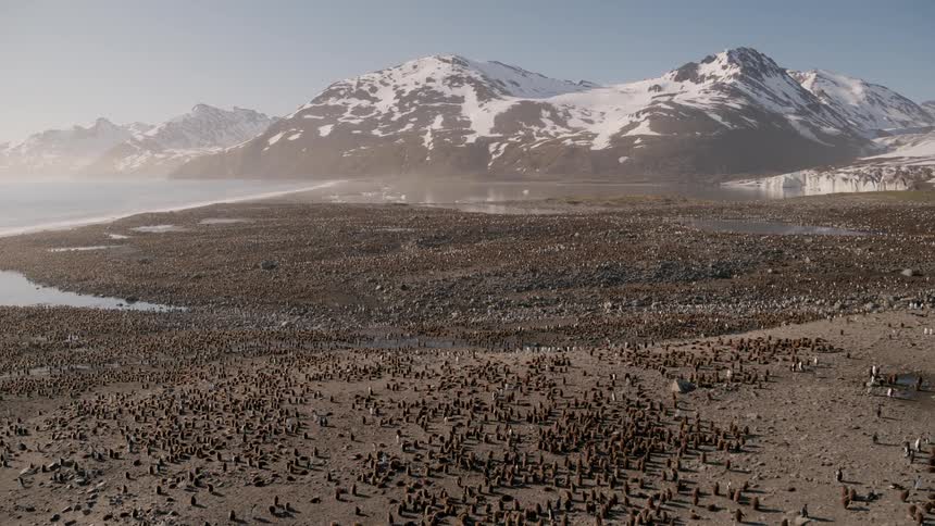 Aerial view of a colony of penguins and sea lions on the shore with snow capped mountains