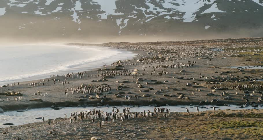 Aerial view of penguins on the shore and in the water at the base of a mountain