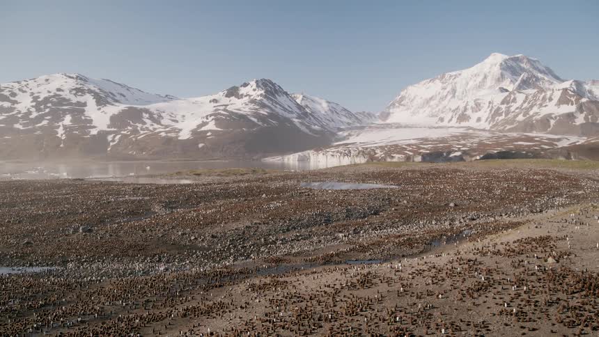 Aerial view of a colony of penguins on a shore with snow covered mountains in the background