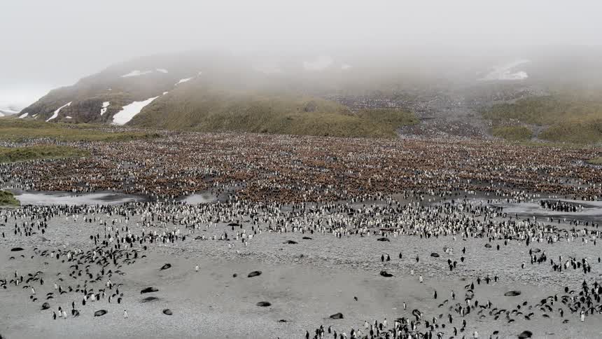 Fog obscures snow dotted mountain backing beach occupied by a large flock of penguins