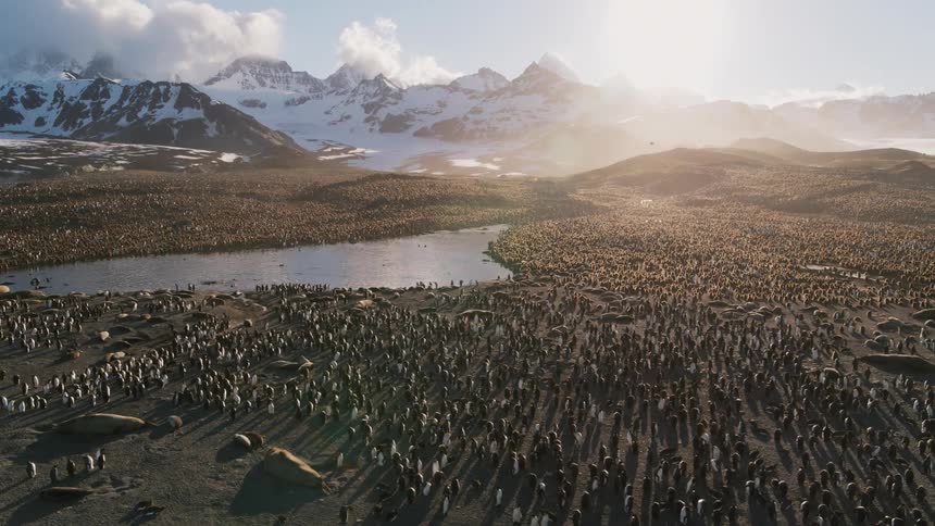Penguins on the shore with mountains in the background