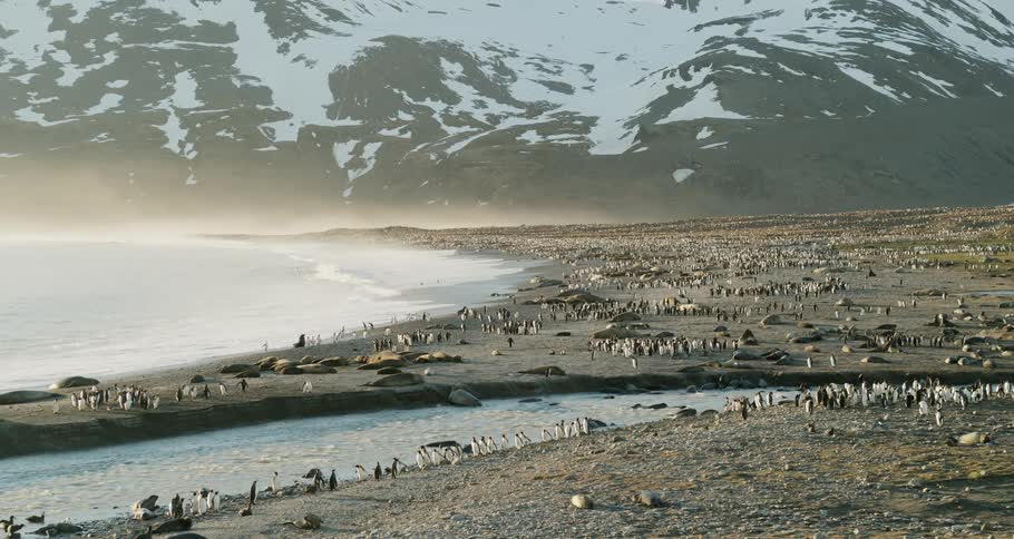 Penguins dot terrain between ocean and snow covered mountain