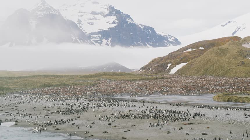 An aerial view of penguins and snowy mountains in the arctic