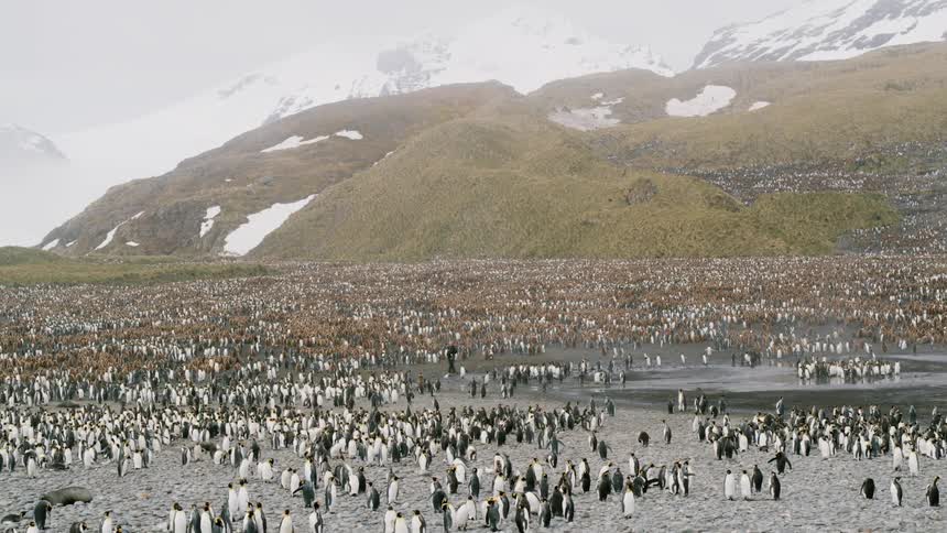 A man walks through an area filled with penguins
