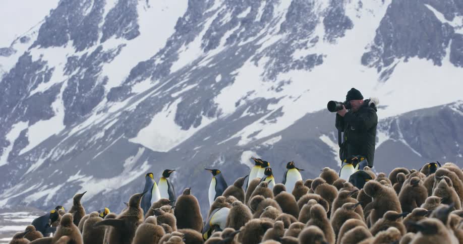 A man is taking pictures of penguins by the mountains