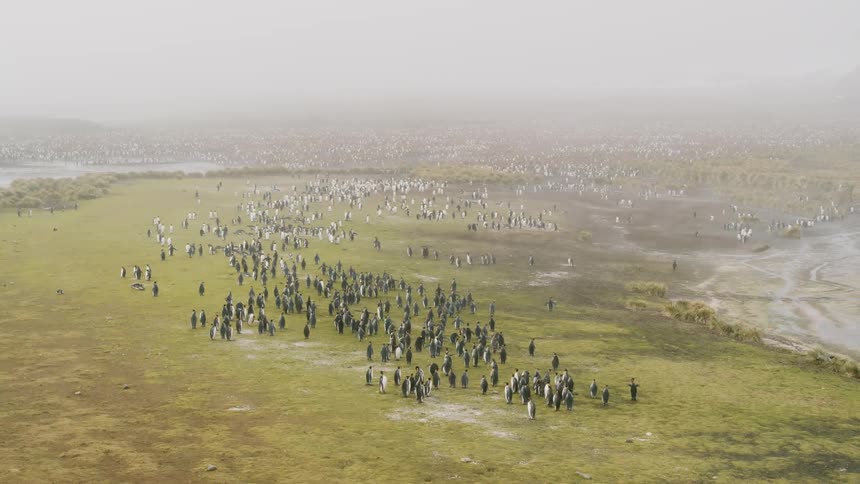 An aerial view of penguins in antarctica