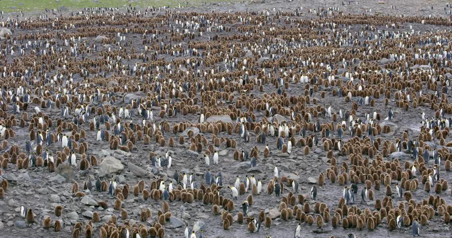 Aerial view of a colony of penguins on a rocky shore
