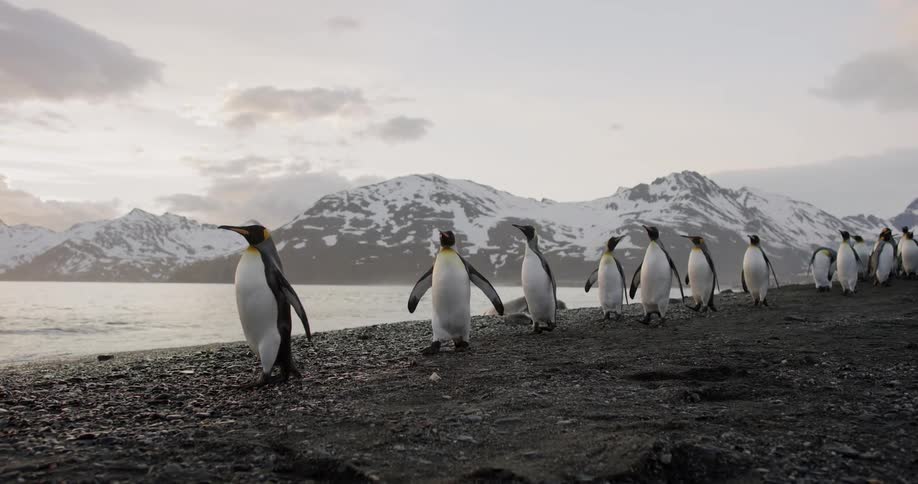 A group of penguins are walking in the arctic