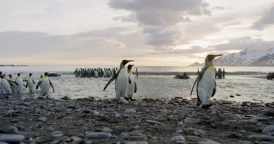 King penguins walk along the shore and frolic in the ocean near a mountain range at sunrise