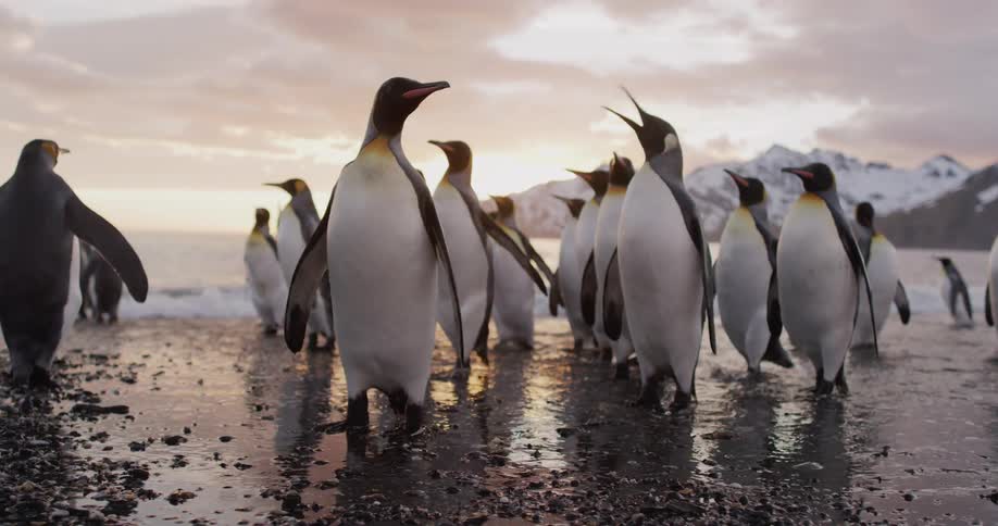 King penguins stands and walks on the wet beach sand next to the sea with snow capped mountains in the background at sunset