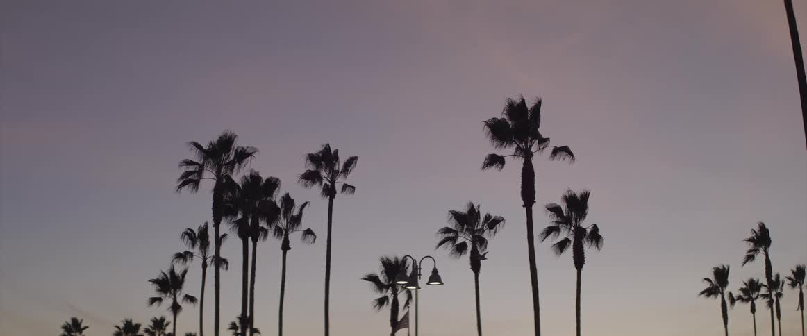 A bird flying over palm trees