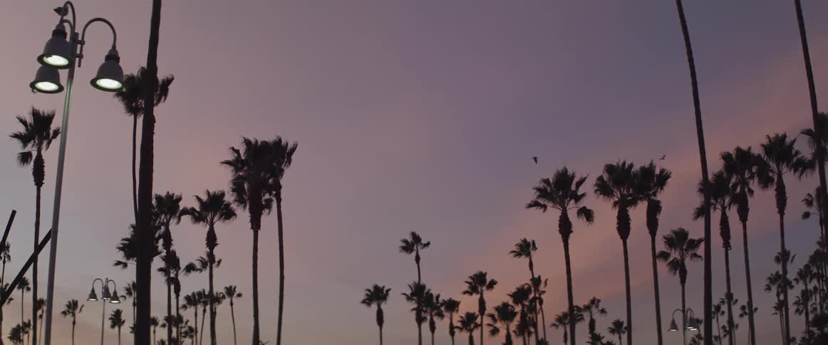Birds fly over some palm trees in the dim light
