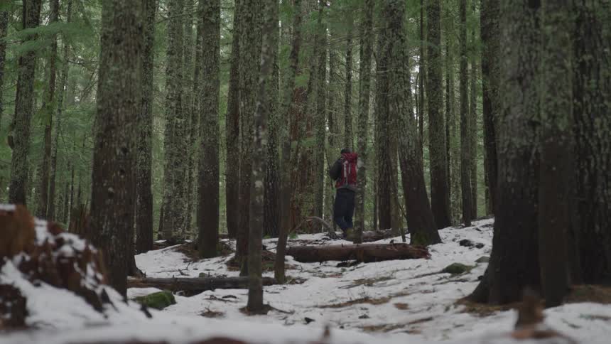 A backpacker hikes through a forest filled with tall densely packed trees