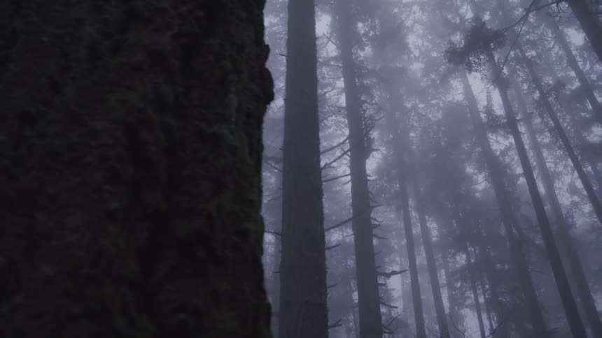 A thick forest filled with deciduous trees stand tall under a cloudy sky
