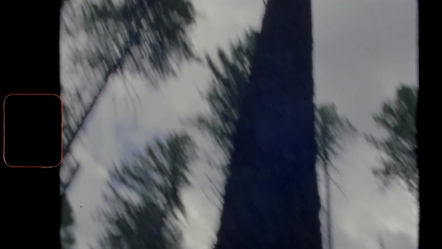 Tall trees in a woodland during the day