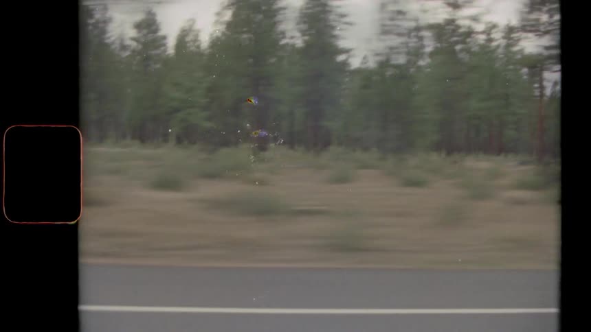 Conifer forest borders asphalt highway