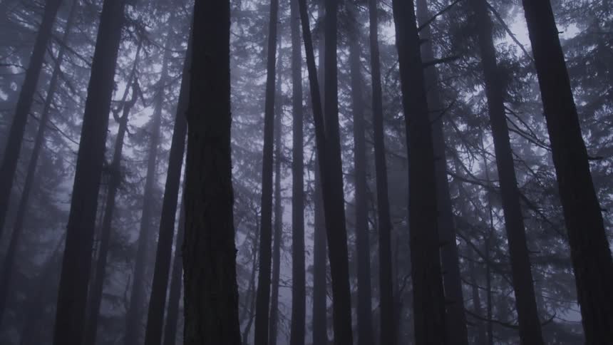 Trees in a dark forest