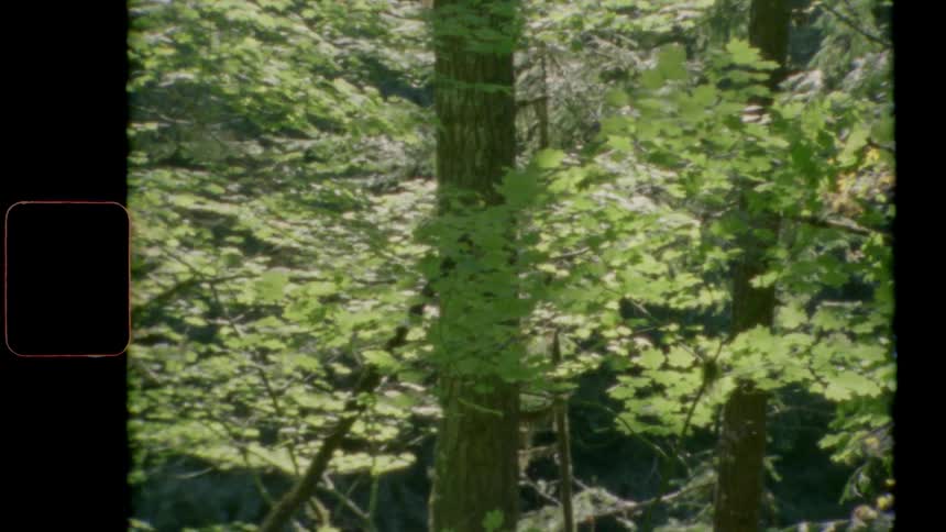Trees with light green leaves standin sunlight