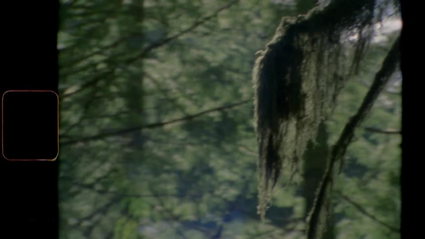 A moss covered tree branch in a forest
