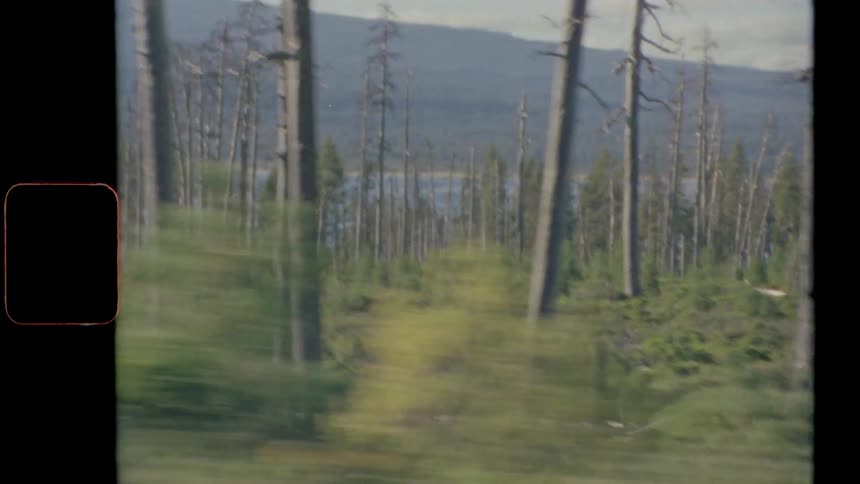 A forest of bare trees near a lake in the mountains caught on film