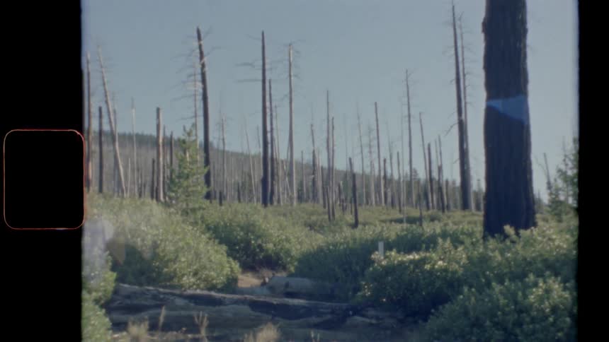 Hill sits behind leafless dead trees and wildflowers bordering dry creek bed