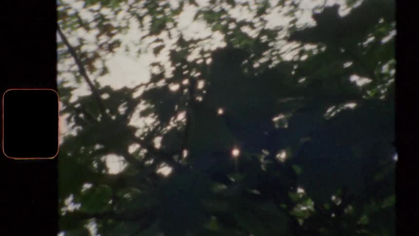 Sunlight shining through the foliage of a tree