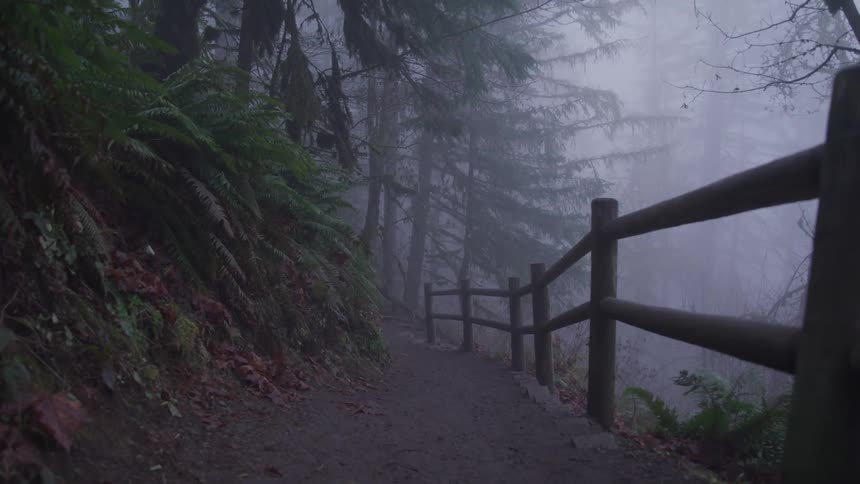 A path winds through a forest shrouded in mist
