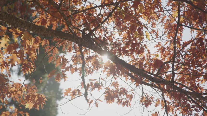 Sun shines down through fall foliage