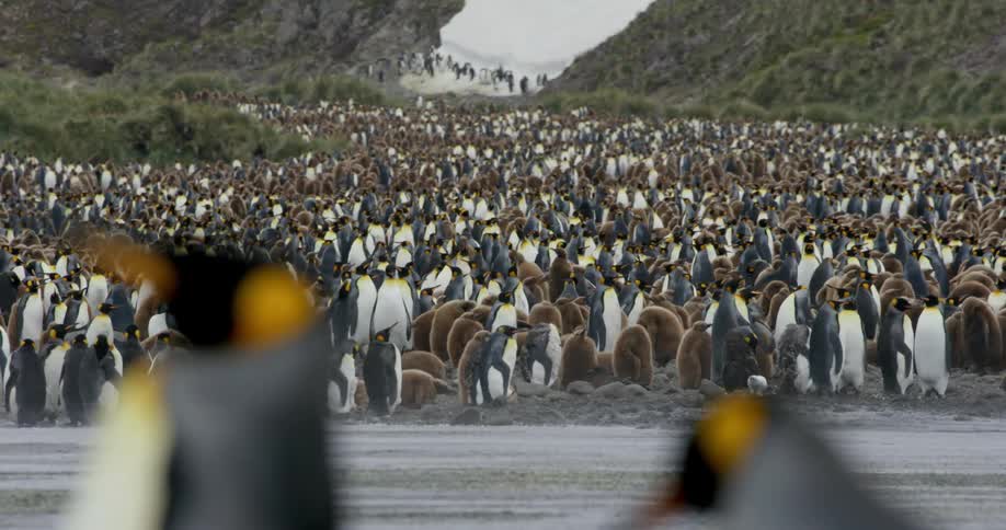 A large group of penguins are displayed