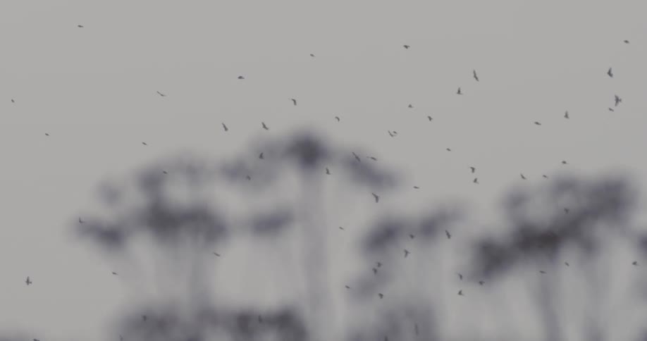 A group of birds flying in the sky past trees in the foreground