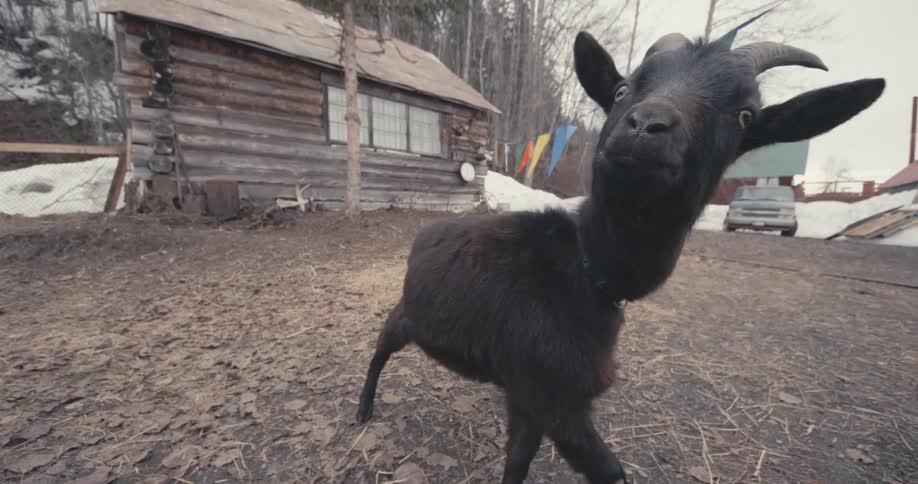 Closeup of a goat behind a cabin
