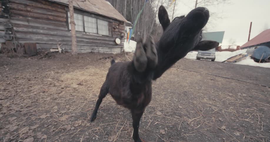 Closeup of a goat on a leash in front of a cabin