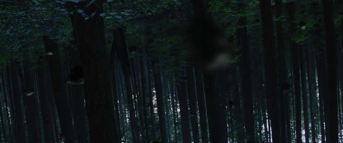 Objects fall in a forest with tall trees