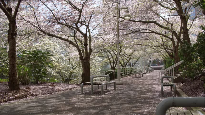 Cars are driving by a city park
