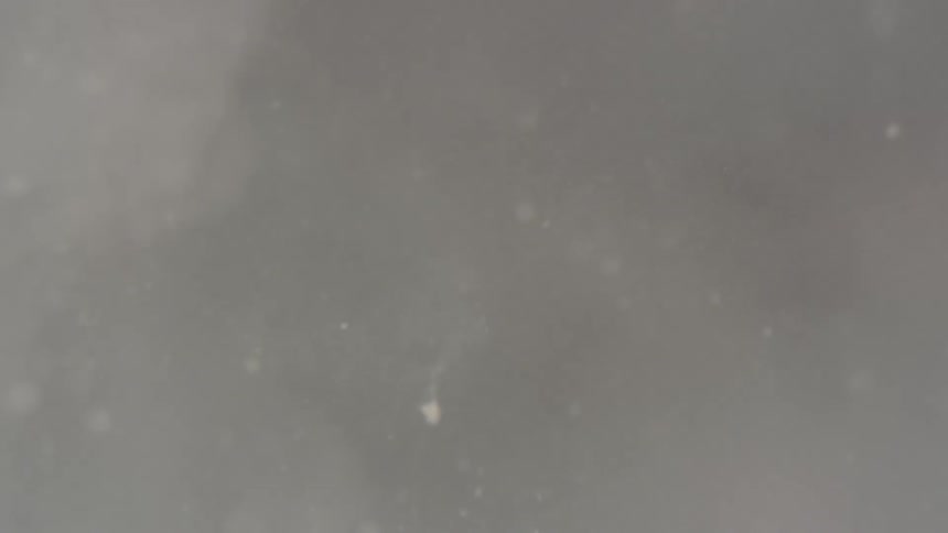 White particles swirl suspended and floating in liquid